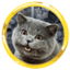 Internet Zoologist Internet Zoologist