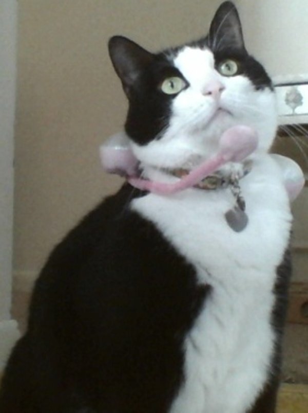 Headset Cat | Know Your Meme