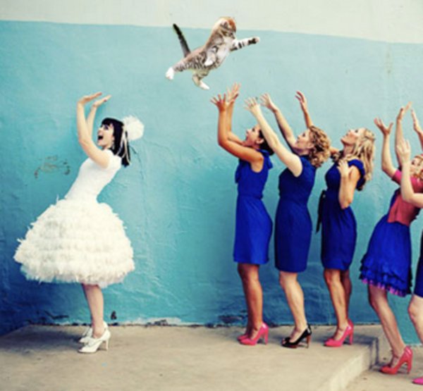 Brides Throwing Cats Image Gallery Know Your Meme