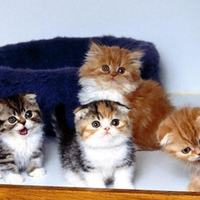 Itteh Bitteh Kitteh Committeh