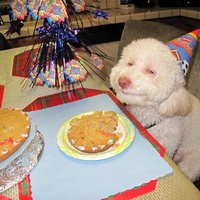 Birthday Dog
