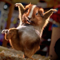 Damn It Feels Good To Be A Hamster