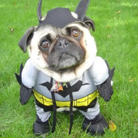 Pug says Batman!