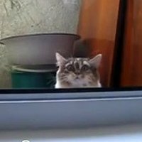Inception Cat