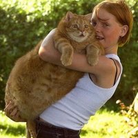 Tubcat