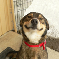 Good Dog Greg