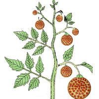 Pizza is a Vegetable