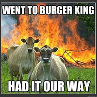 Evil Cows
