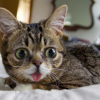 Lil Bub