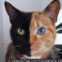 Venus the Two Faced Cat