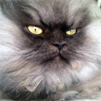 Colonel Meow