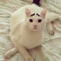 Eyebrow Cat