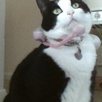 Headset Cat