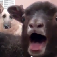 accepting goat