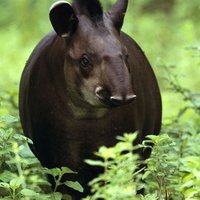 Tapirs