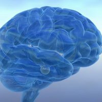 10% of Brain Myth