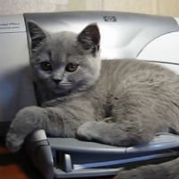 Cat Vs. Printer