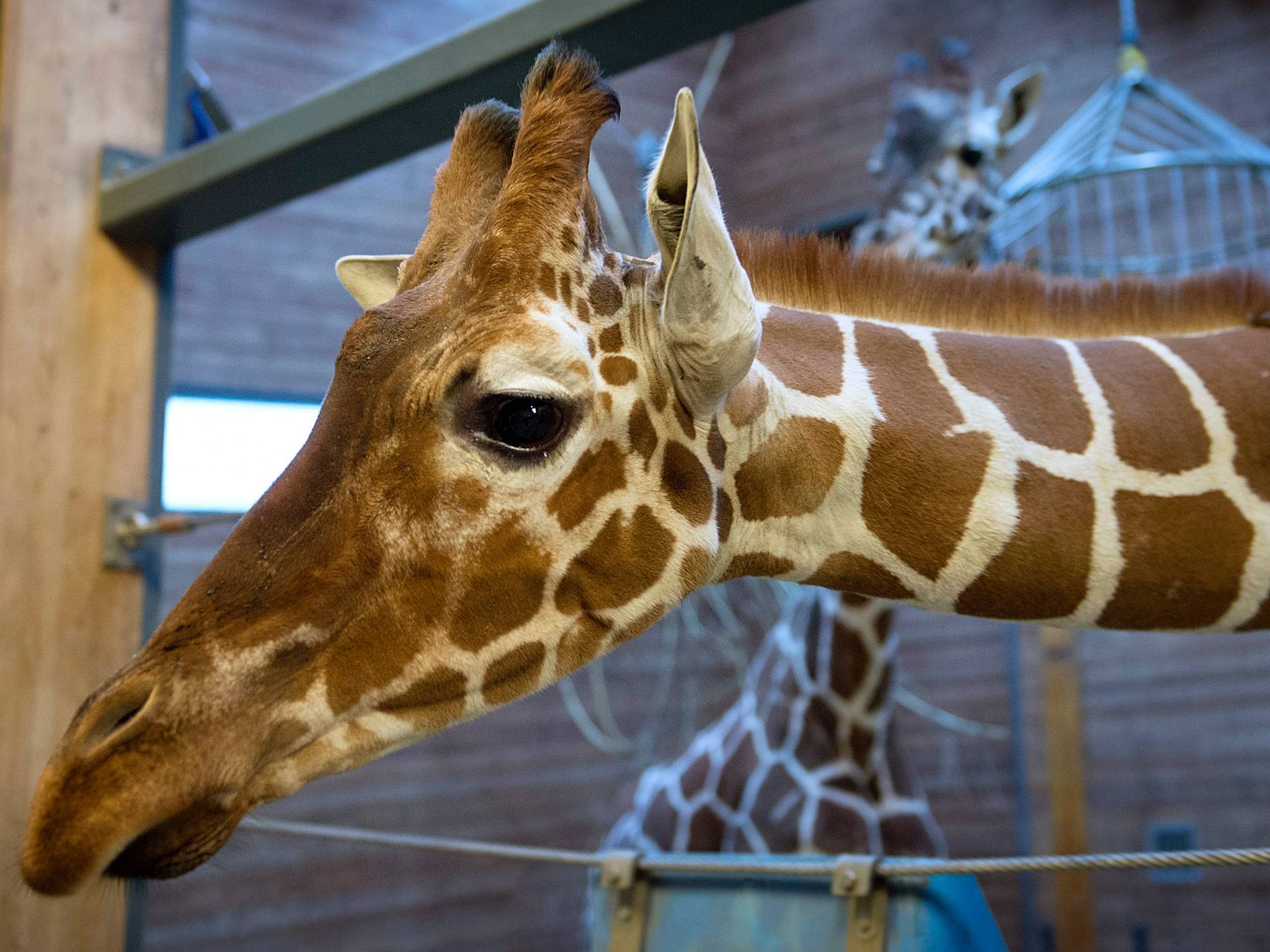 Copenhagen zoo giraffe controversy Copenhagen zoo giraffe controversy