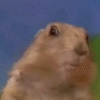 Dramatic Chipmunk Dramatic Chipmunk