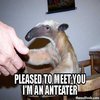 I'm an Anteater!!! I'm an Anteater!!!