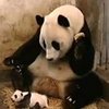 Sneezing Baby Panda Sneezing Baby Panda