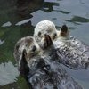 Otters Holding Hands Otters Holding Hands