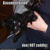 Basement Cat Basement Cat