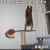 Gravity Cat Gravity Cat