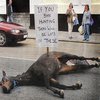 Dead horse
