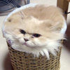 Trashcat Is Not Amused Trashcat Is Not Amused