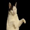 Kitty Cat Dance Kitty Cat Dance