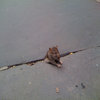 Sad Rat Sad Rat