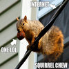 Squirrel Chew