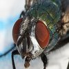 fetish fly