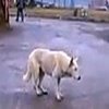 Techno Dog