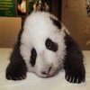 Sad Panda Sad Panda