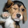 Who's Awesome? You're Awesome! / Sos Groso, Sabelo! Who's Awesome? You're Awesome! / Sos Groso, Sabelo!