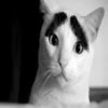 Eyebrow Cat