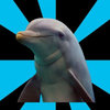 Social Networking Dolphin Social Networking Dolphin