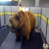 Office Grizzly Office Grizzly