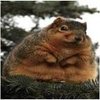 Fat Squirrel