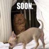 SOON