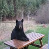 Bear of Bad News Bear of Bad News