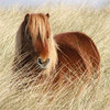 Ponies Ponies