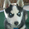 Insanity Puppy Insanity Puppy