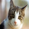 Cats Cats