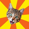 Bad Advice Cat Bad Advice Cat