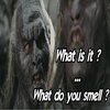 What is it? What do you smell? What is it? What do you smell?
