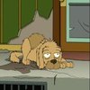 Fry's Dog Fry's Dog