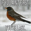 Ricky Robin Ricky Robin